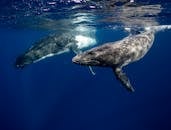 endangered-whales-struggle-to-reproduce-amid-population-decline-2.jpeg