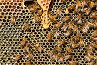 250-million-bees-escape-in-northern-washington-after-truck-accident-2.jpeg