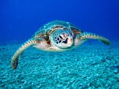 302-pound-loggerhead-sea-turtle-struck-by-boat-undergoes-unexpected-oversized-ct-scan-2.jpeg