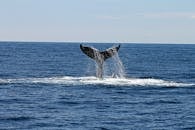 Ancient Whale Bone Tools: Dating Back 20,000 Years