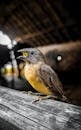birdsong-leads-giants-to-3-2-victory-over-royals-in-season-debut-2.jpeg