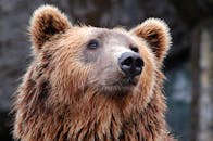 black-bear-makes-unwelcome-entrance-crashes-through-ceiling-onto-home-stove-2.jpeg
