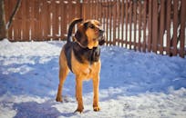 bloodhounds-play-crucial-role-in-manhunt-for-devil-in-the-ozarks-fugitive-2.jpeg