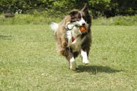 border-collies-protecting-wildlife-at-west-virginias-busiest-airport-2.jpeg