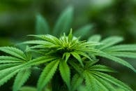california-woman-accused-of-attempting-to-smuggle-151-pounds-of-marijuana-on-international-flight-2.jpeg