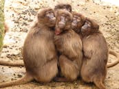 capuchin-monkeys-filmed-stealing-howler-monkey-infants-2.jpeg
