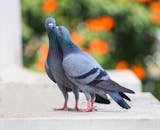 delta-flight-delayed-after-two-pigeons-sneak-onto-minneapolis-plane-2.jpeg