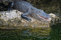 florida-man-shot-by-deputies-after-alligator-encounter-and-assault-with-garden-shears-2.jpeg