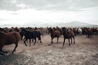 healing-hooves-how-wild-mustangs-support-veterans-at-a-wyoming-ranch-2.jpeg
