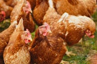 miamis-wild-chickens-embracing-roosters-as-cultural-icons-2.jpeg