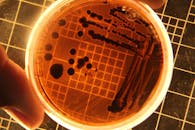 new-salmonella-outbreak-linked-to-florida-grower-previously-involved-in-tainted-cucumbers-2.jpeg