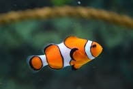 olive-colored-fish-in-nevada-moves-closer-to-endangered-species-protection-2.jpeg