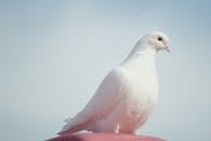 pigeon-causes-chaos-on-delta-flight-video-captures-the-moment-2.jpeg
