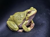 supporting-amphibians-combating-habitat-loss-and-climate-change-together-2.jpeg