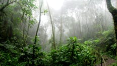 the-consequences-of-a-dry-amazon-rainforest-insights-from-a-long-term-study-2.jpeg
