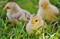 thousands-of-abandoned-chicks-rescued-from-usps-truck-find-new-homes-2.jpeg