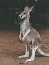 wayward-kangaroo-causes-commotion-for-colorado-police-once-more-2.jpeg