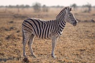 zebra-on-the-run-escaped-animal-captured-on-camera-amidst-tennessee-traffic-chaos-2.jpeg